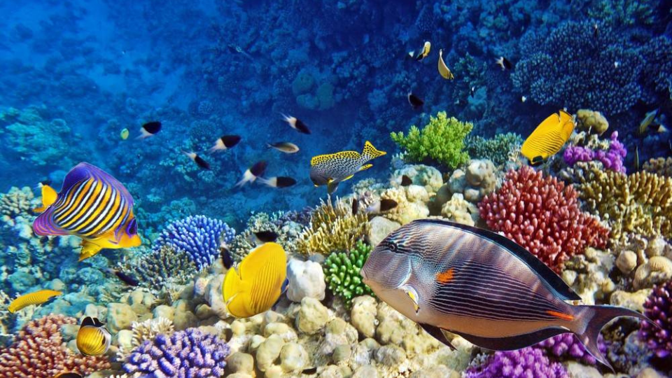 Nosy Tanikey — L'aquarium naturel, excursion Nosy Be